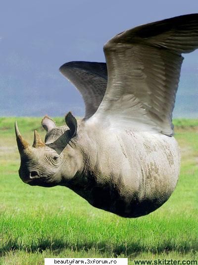 cel mai fioros animal... flying hippo