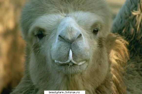 camel's