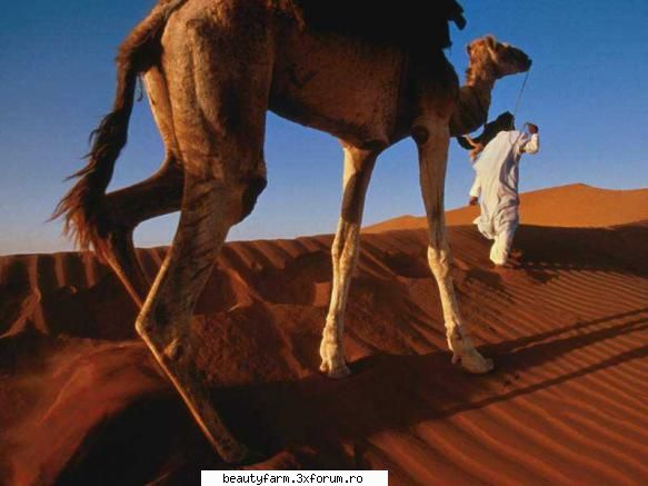 camel's