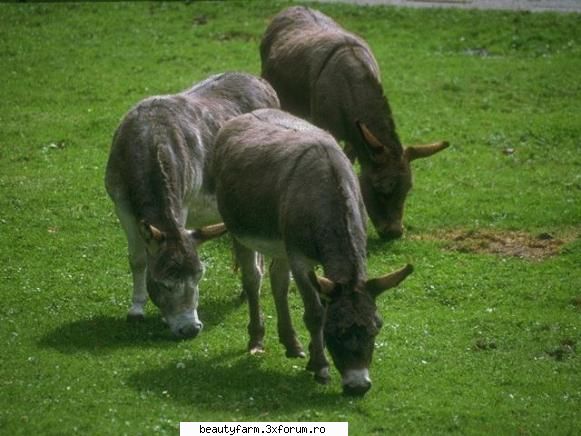 donkey