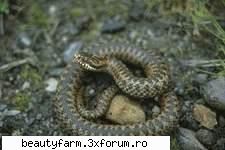 snakes vipera...