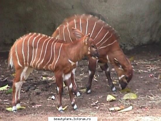 look ....a bongo... something that you don't see every day