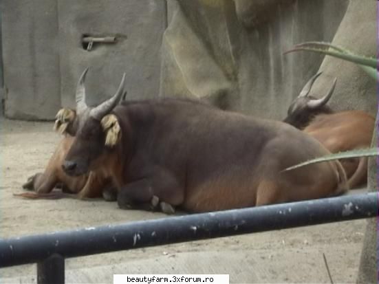 forest buffalo