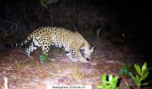 jaguarii reapar in primului jaguar observat in partea centrala a mexicului a facut deja inconjurul