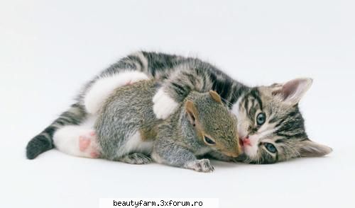 cele mai frumoase pisici din lume veverita pisicuta iubire mare