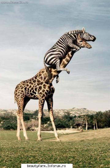gat lung... mi-e frica!!