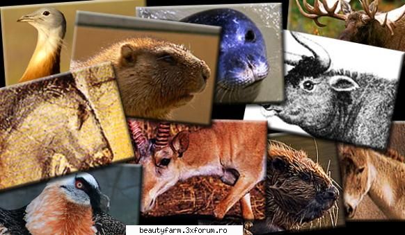top cele mai importante animale disparute din romania top cele mai importante animale disparute din