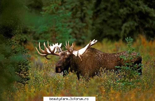 top cele mai importante animale disparute din romania 10. elanul (alces alces alces) ideea elanul