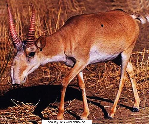 top cele mai importante animale disparute din romania lucrarea geografia descrierea universala