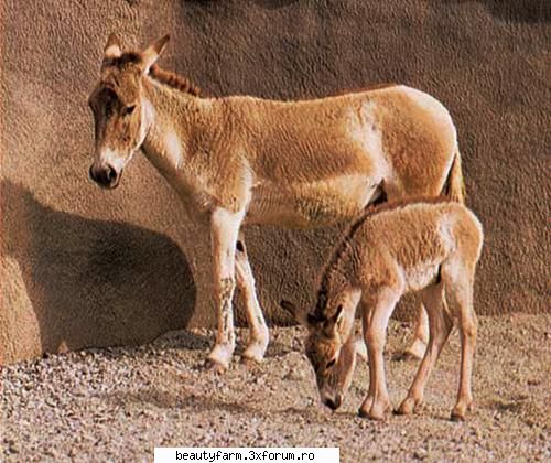 7. colunul sau magarul salbatic mongol (equus hemionus hemionus) 

seria a animalelor cunoscute de