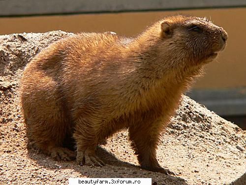 top cele mai importante animale disparute din romania bobacul sau marmota stepa (marmota bobak)