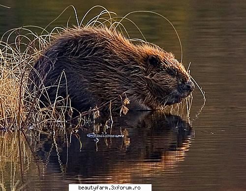 top cele mai importante animale disparute din romania brebul sau castorul european (castor fiber)
