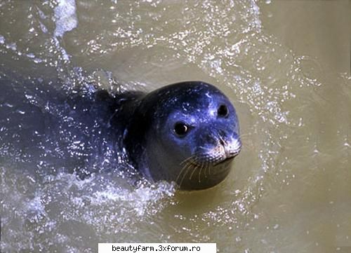 top cele mai importante animale disparute din romania foca marea neagra sau foca calugarita