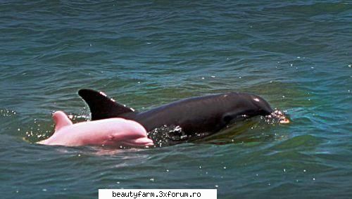 delfinul roz exceptia sale inedite, mamiferul pare fie intr-o perfecta stare sanate. este intregime