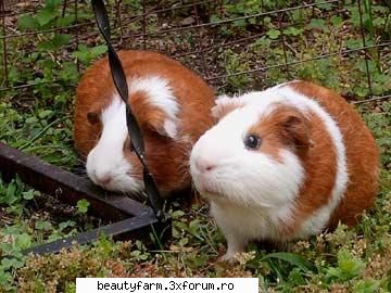 nu nu ...cred ca e un pui de purcel ...purcel de guinea este o specie de hamster soricei cel mai