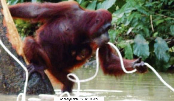 mama orangutan s-a avantat apele unui rau orice mama inota pentru a-si salva copilulun moment inedit