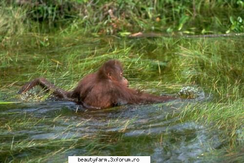 mama orangutan s-a avantat apele unui rau cele doua primate fost izolate timp mai bine saptamana