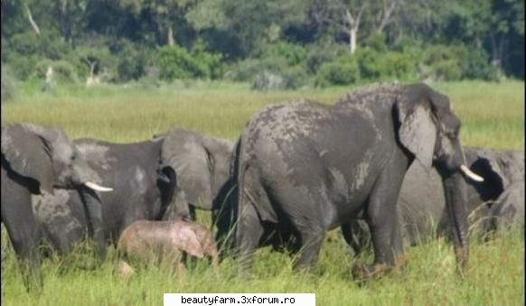 el este singurul elefant roz din pui de elefant african de culoare roz, descoperit de zoologii
