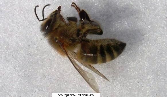 leac pentru boala albinelor leac pentru boala albinelor pentru prima data, oamenii stiinta reusit