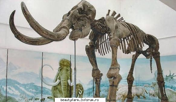cel mai mare elefant care a existat de elefantii africani, asiatici si chiar de mamutii siberieni.