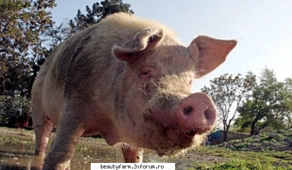 singurul porc din afganistan intrat carantina singurul porc din afganistan intrat eventuala aparitie