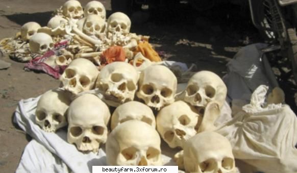 aproape 100 cranii umane aproape 100 cranii umane descoperit aproape 100 cranii omenesti resturi