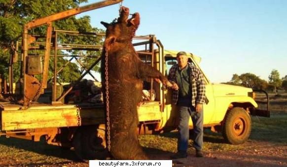porczilla bestia din australia porczilla bestia din despre prezenta unor porci dimensiuni gigantice