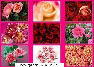 roses trandafiri downloads roses wallpapers jpg 1600x1200