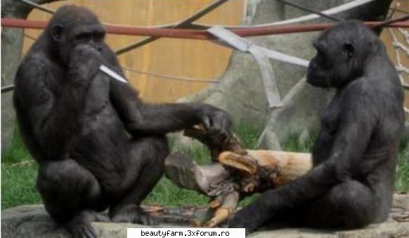 gradinii zoologice din calgary au fost, pur si simplu, socati la vederea unei gorile care se afla pe