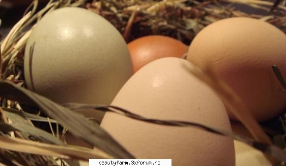 indienii cele mai mari oua din lume gaina din nordul indiei facut greutate 162 grame, mai mult decat