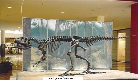 fundatiei de au comparat un dinte de allosaurus descoperit recent in depozitele din riodeva, teruel