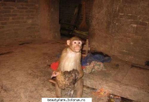 o prietenie cel putin s-a infiripat, in curtea unui satean chinez, intre o gaina si un macac,