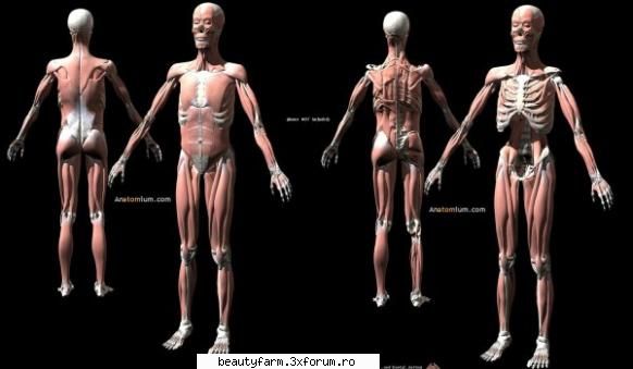 cum traseu biochimic crucial legat muschilor fost descoperit grup cercetare berkeley (ucsb) din