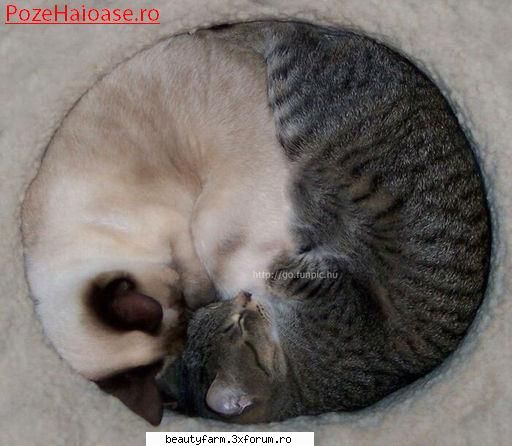 feline ying-yang cat