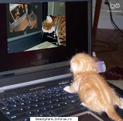 feline laptop