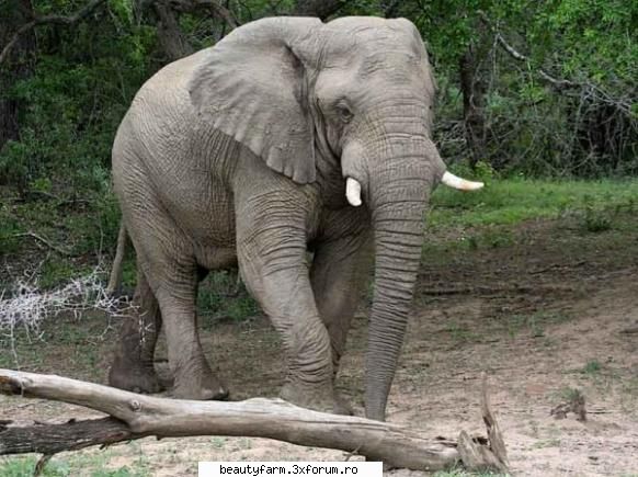 it is a common theory that the african elephant has big ears to be able to regulate the inside its