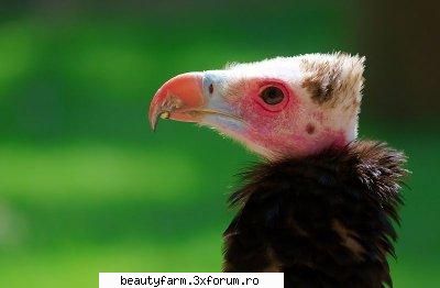 vulturi nat geo wild vulture