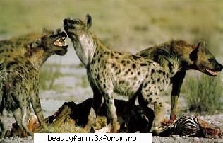 over a zebra's remains, a spotted hyena shows dominance with erect tail and stance, and extended