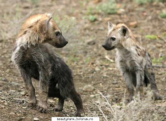 hyene (foto) nat geo wild pui hiena