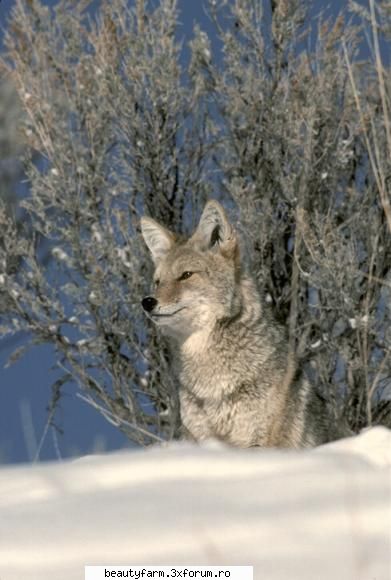 wolf's