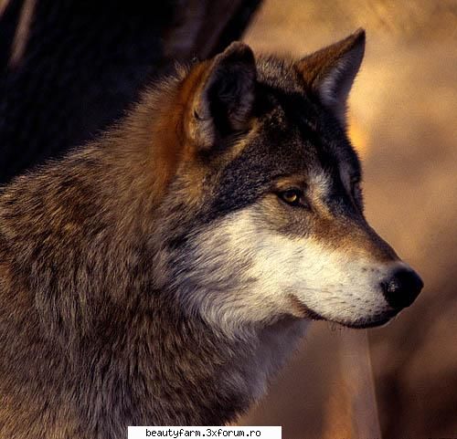 wolf's