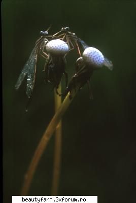 insect's