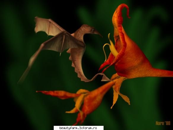 insect's
