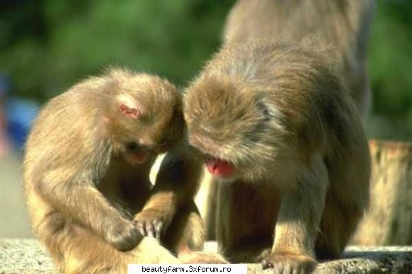 monkey's