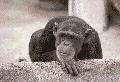 monkey's