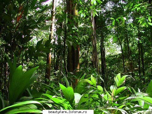 5 locuri de vizitat inainte de a disparea - Padurea tropicala din Amazon, Brazilia - WORLD CAFFE
