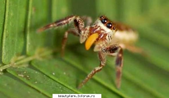 A fost descoperit primul paianjen vegetarian - Pana in prezent, stiinta zoologiei catalogase - ALTE ANIMALE