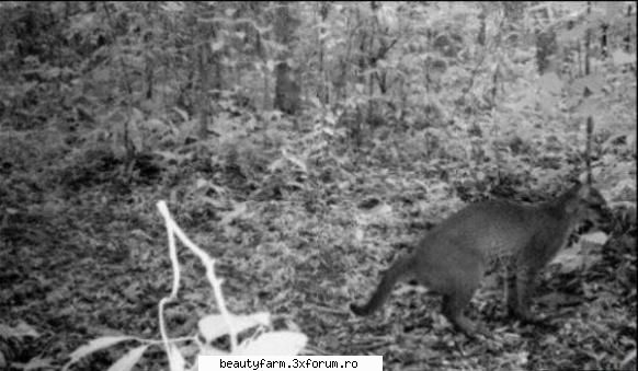 A fost fotografiata cea mai rara pisica din lume - In mijlocul junglelor impenetrabile din - ELECTRIK CATS