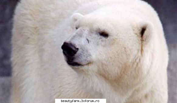A murit cel mai batran urs polar din lume - A murit cel mai batran urs polar din lume Debby - ALTE ANIMALE