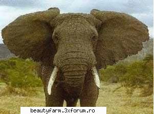 Afla ce animal esti dupa nume - cica eu sunt elefant ...o poza cu un elefant mare - COOL STUFF